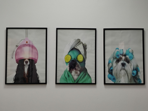 Groomer χτενίζει προσεκτικά σκύλο στο Pawsh