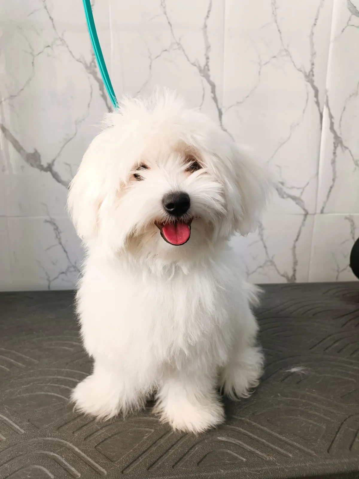 Maltese πριν από grooming στο Pawsh Γαλάτσι