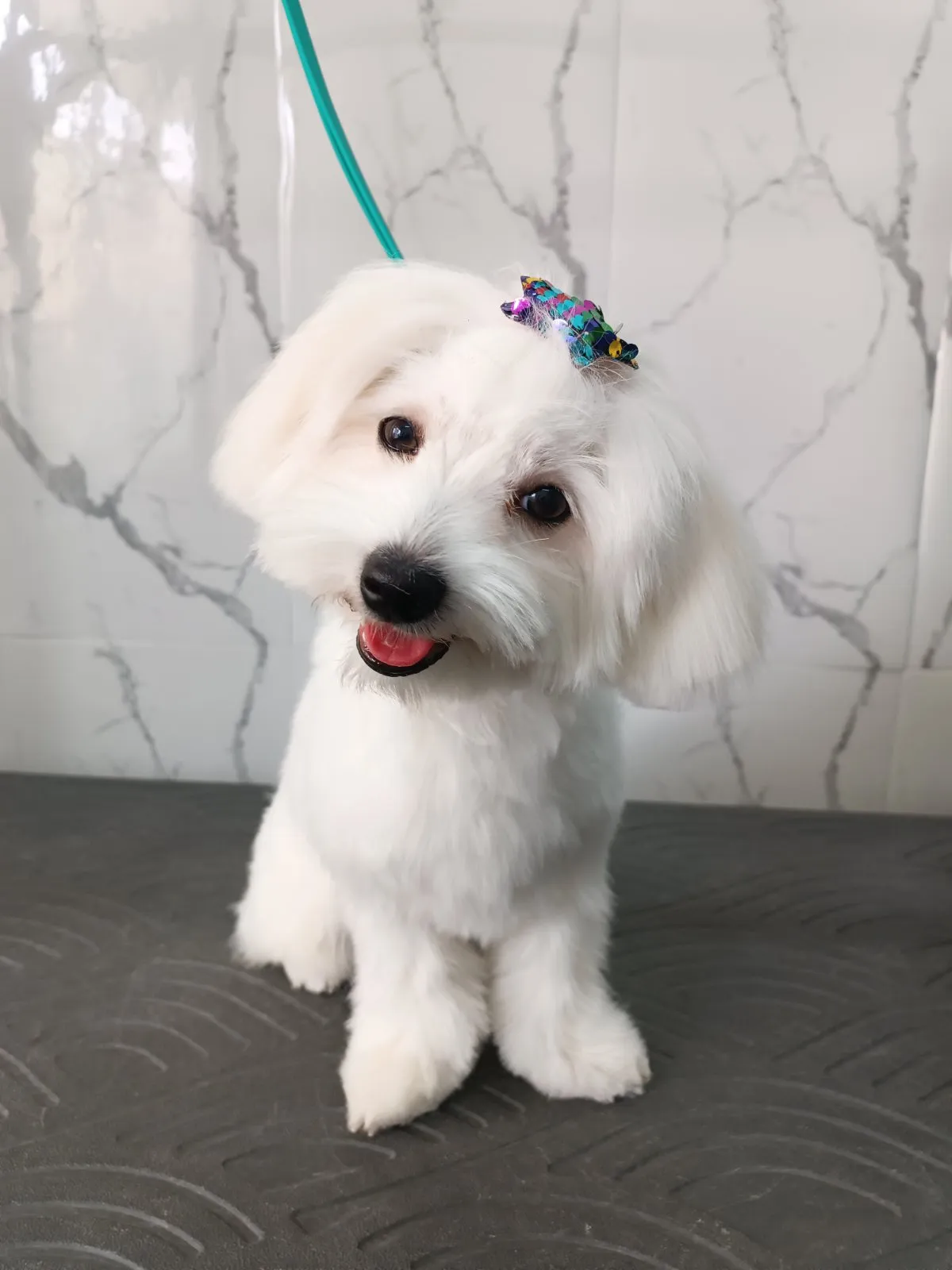 Λευκό Maltese μετά από grooming στο Pawsh Γαλάτσι
