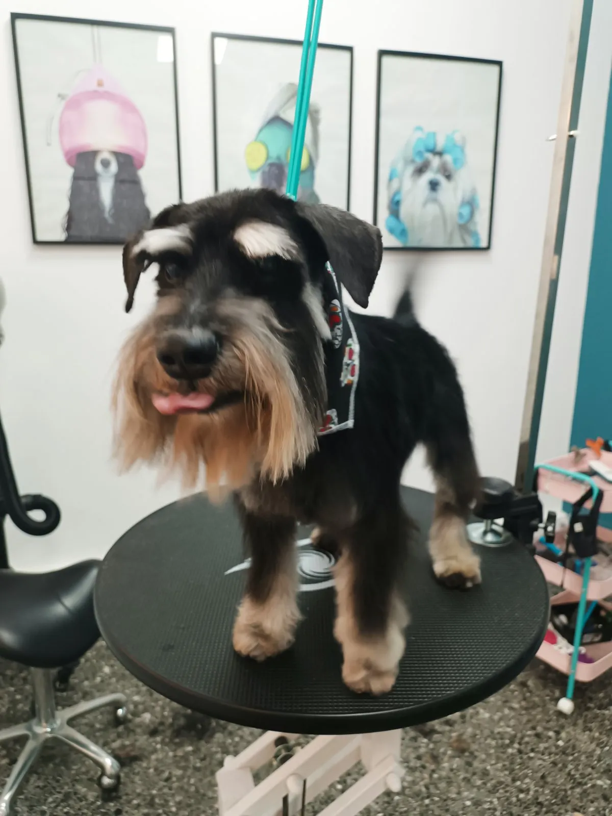 Mini Schnauzer μετά από grooming στο Pawsh Γαλάτσι