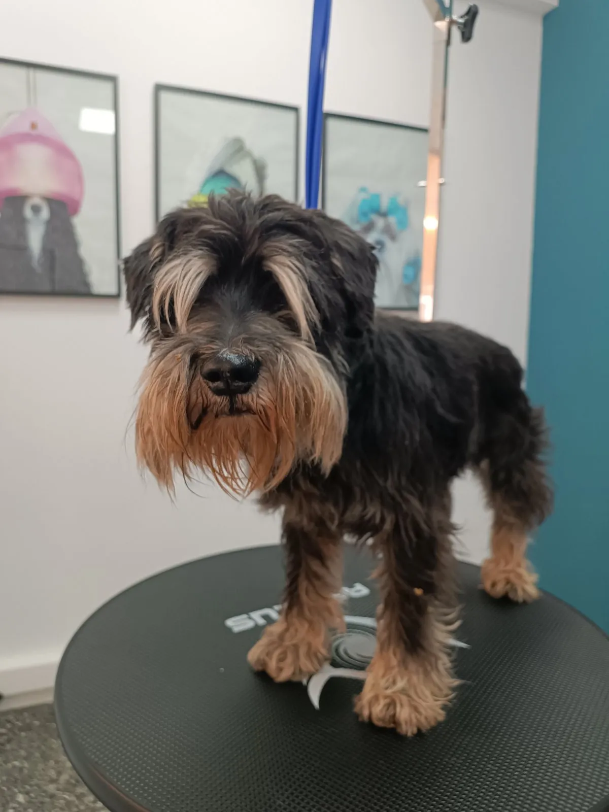 Mini Schnauzer πριν από grooming στο Pawsh Γαλάτσι