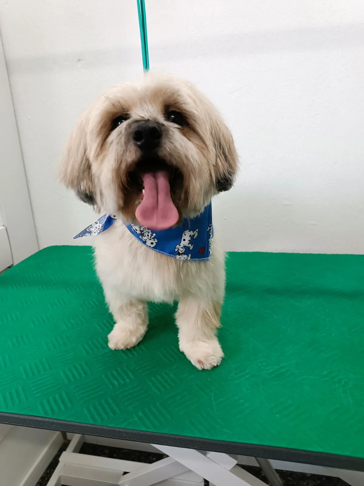 Shih Tzu με μπλε μπαντάνα μετά από grooming στο Pawsh Γαλάτσι