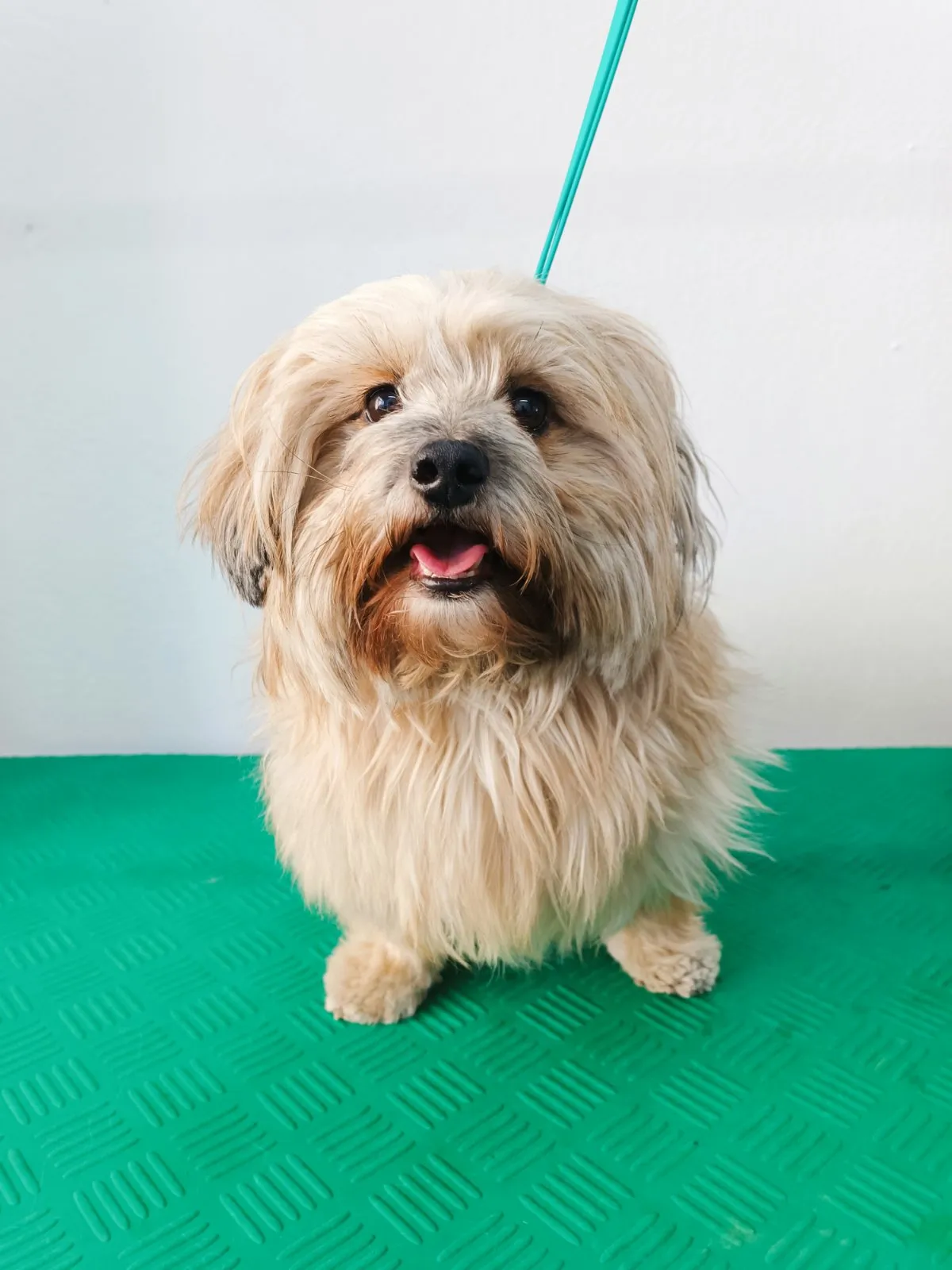 Shih Tzu πριν από grooming στο Pawsh Γαλάτσι