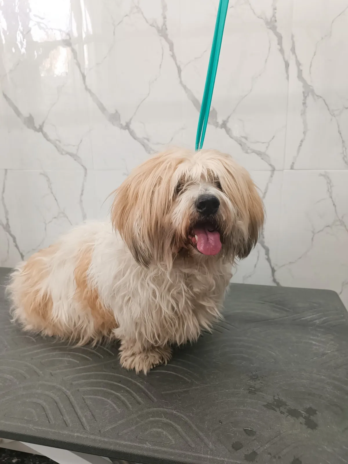 Shih Tzu με μακρύ τρίχωμα πριν από grooming στο Pawsh Γαλάτσι