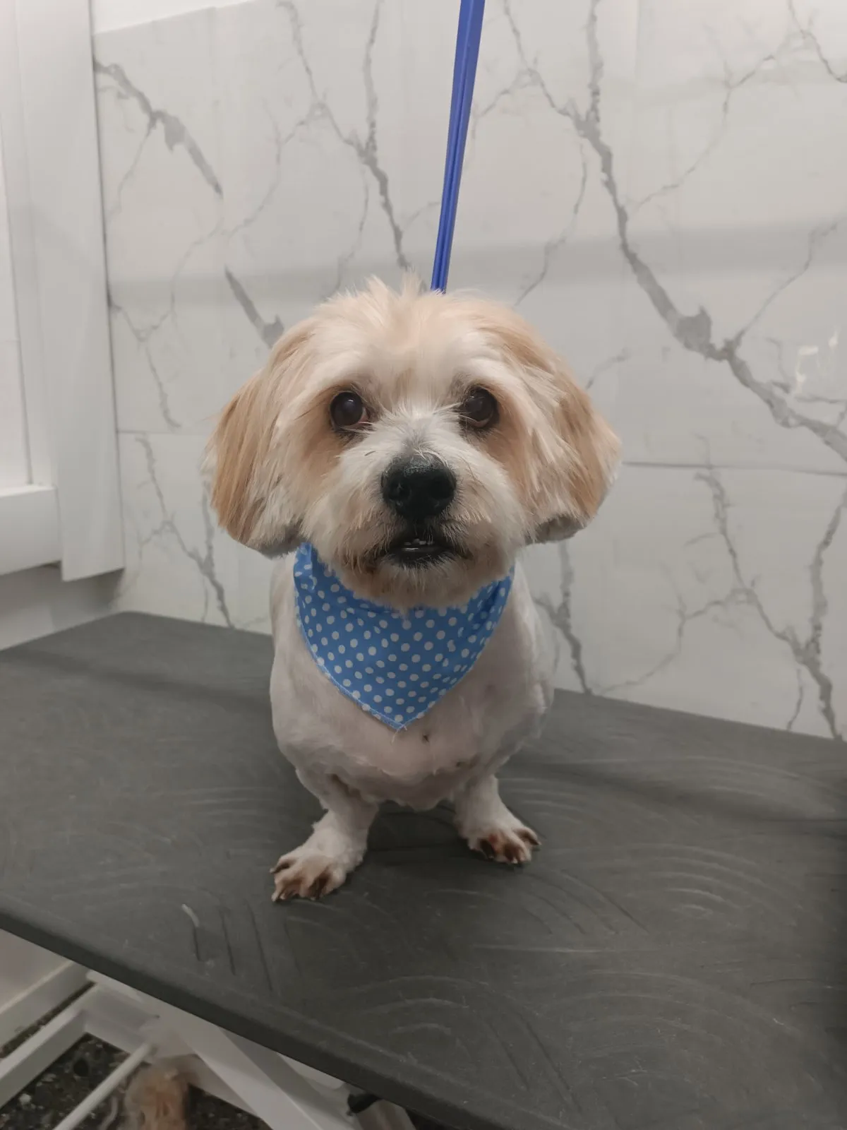 Shih Tzu με γαλάζια μπαντάνα μετά από grooming στο Pawsh Γαλάτσι