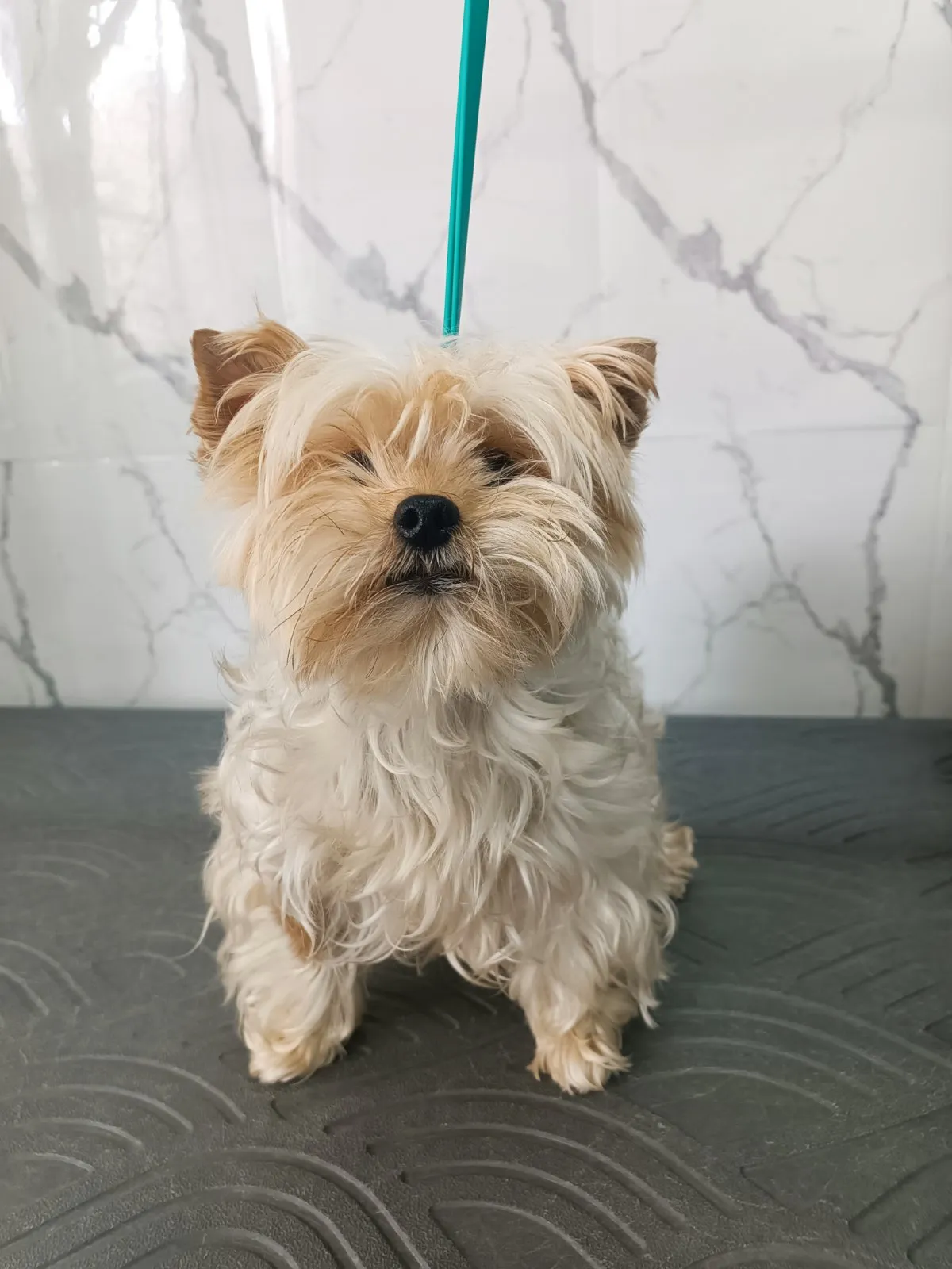 Yorkshire Terrier πριν από grooming στο Pawsh Γαλάτσι
