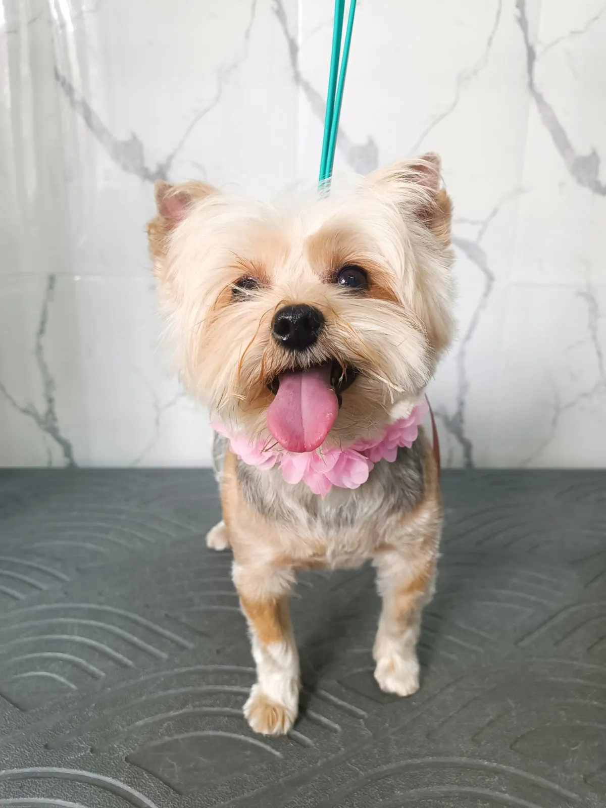 Yorkshire Terrier με ροζ λουλούδι μετά από grooming στο Pawsh Γαλάτσι