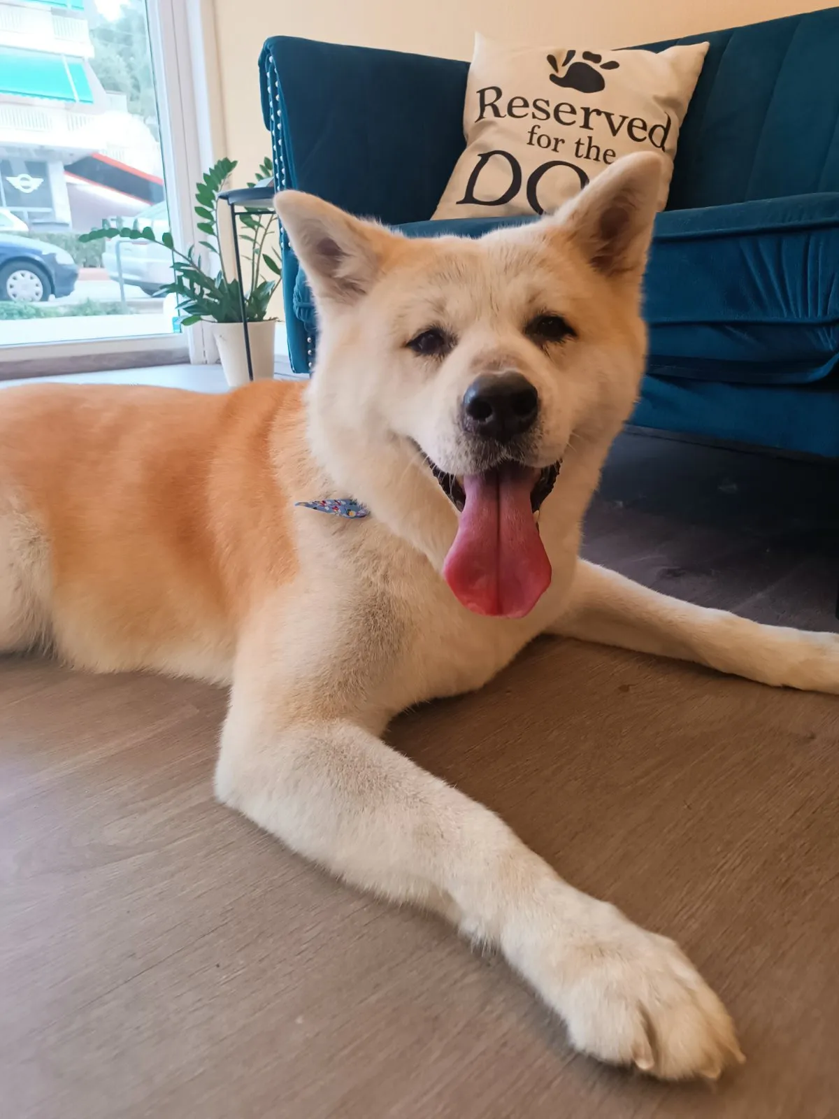 Relaxed Akita after grooming care in Galatsi