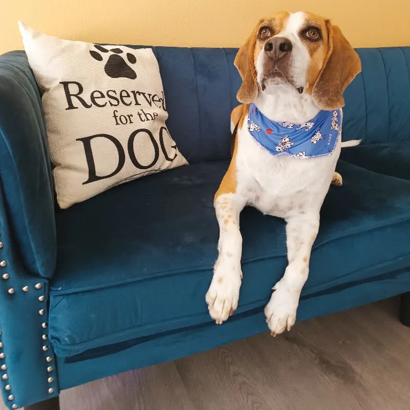 Beagle with bandana after grooming at Pawsh Galatsi