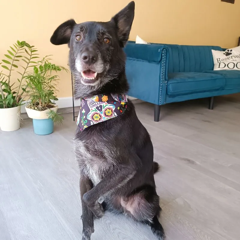 Black mixed dog after grooming at Pawsh Galatsi