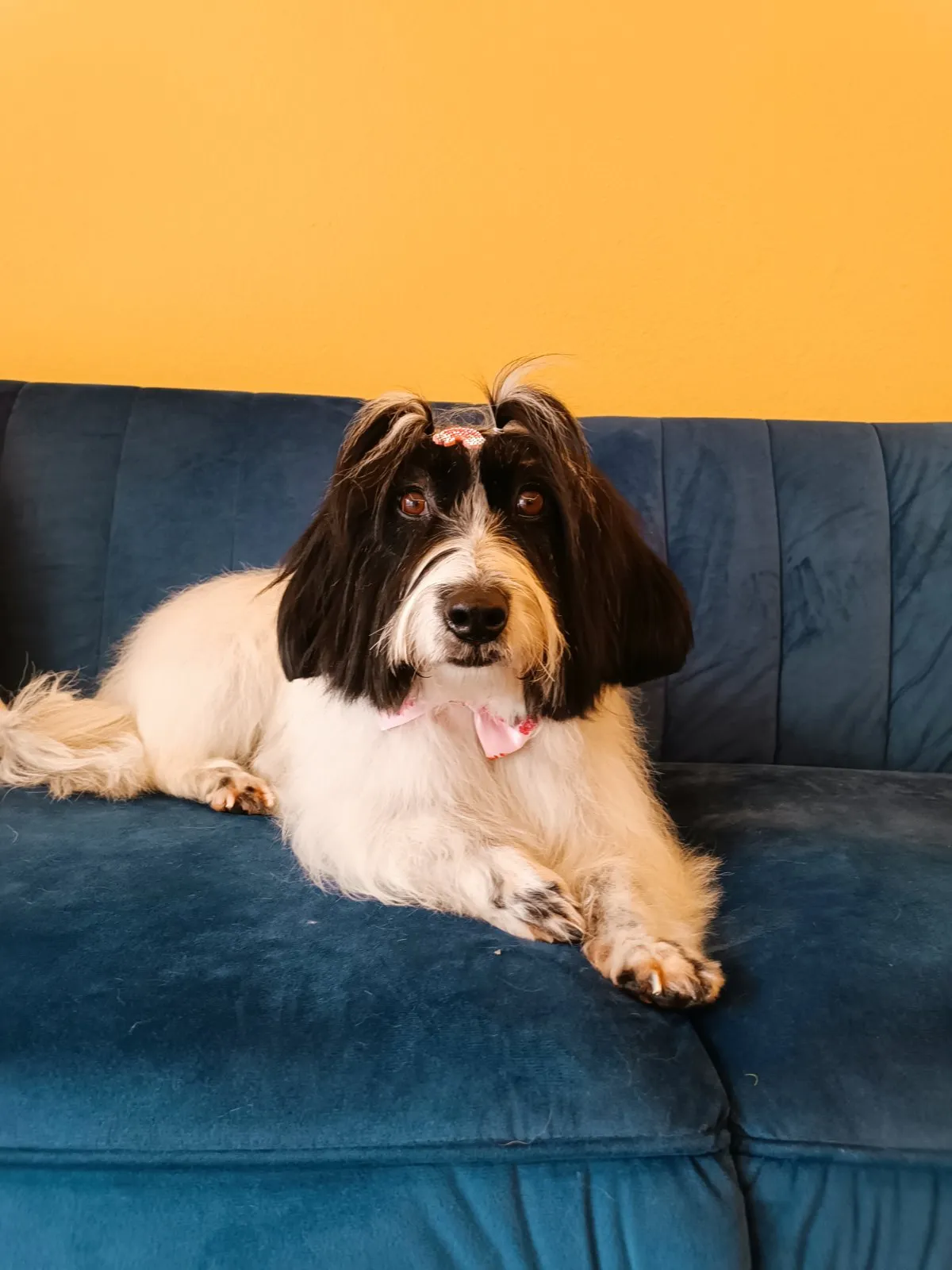 Small black and white dog with bow after grooming at Pawsh Galatsi