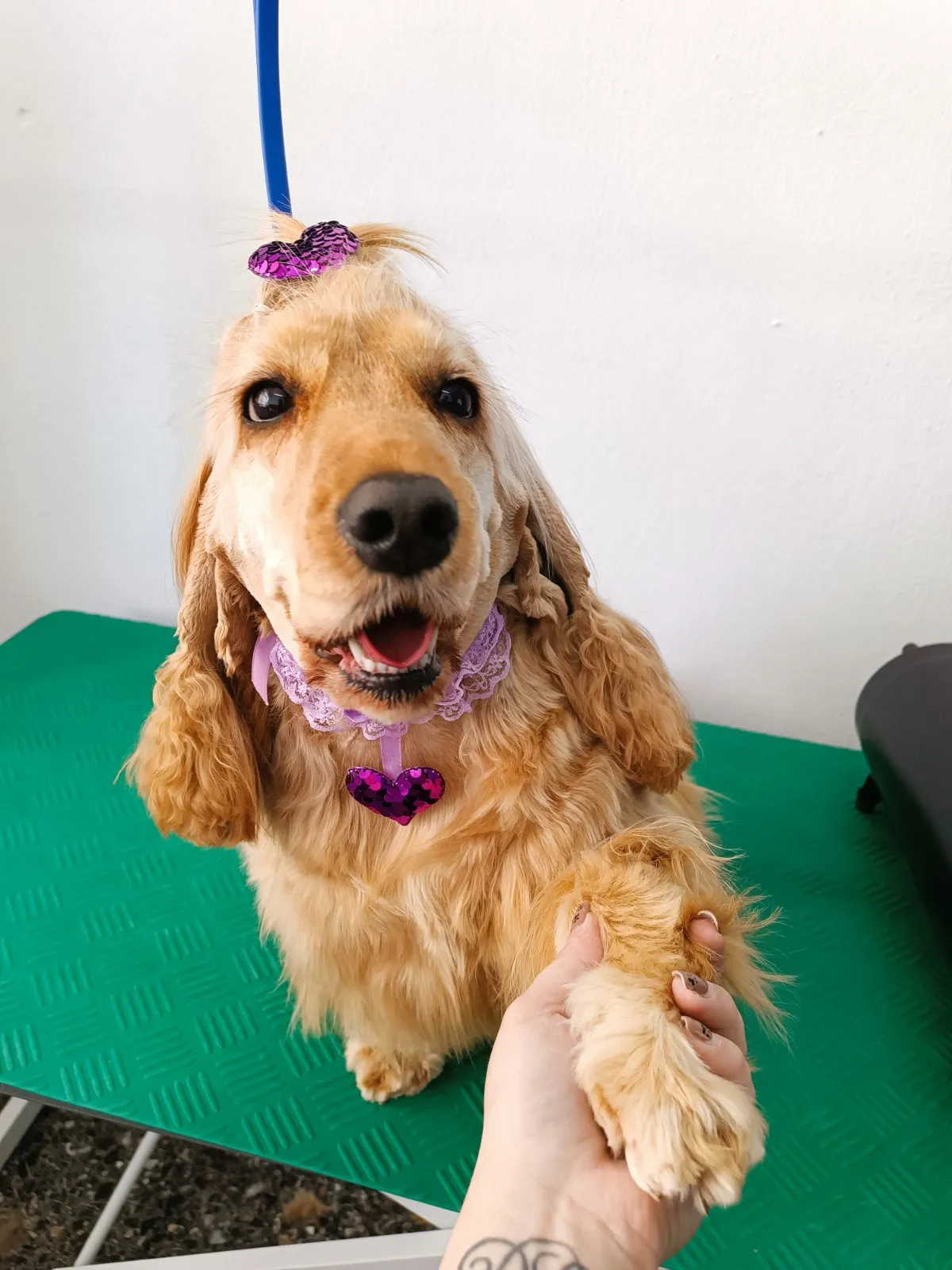 Cocker spaniel after grooming at Pawsh Galatsi