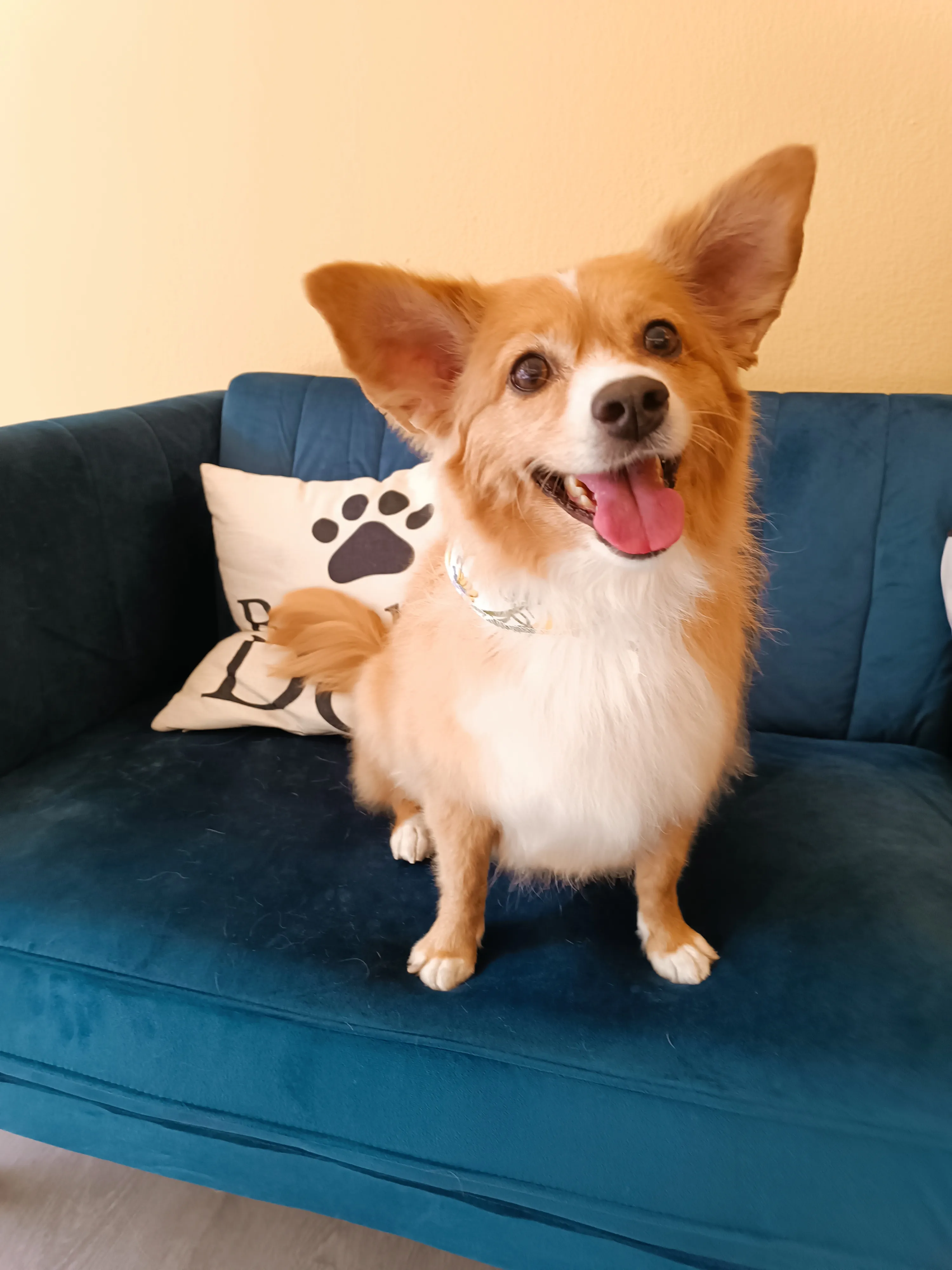 Corgi mix after grooming at Pawsh Galatsi