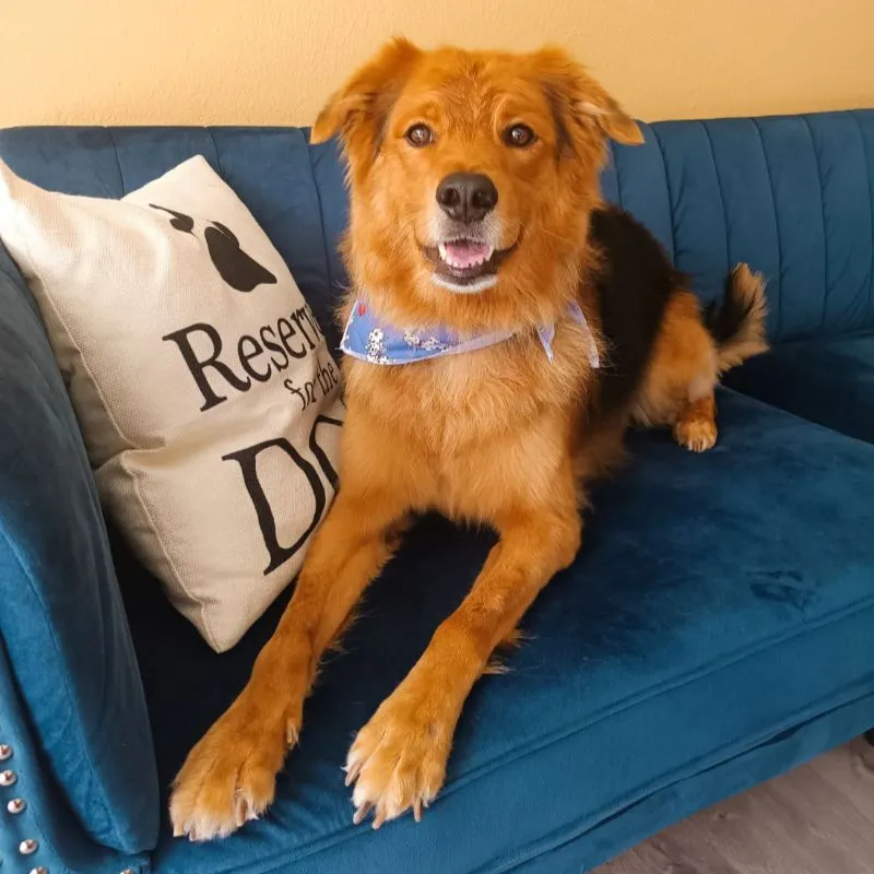 Fluffy brown dog after grooming in Galatsi