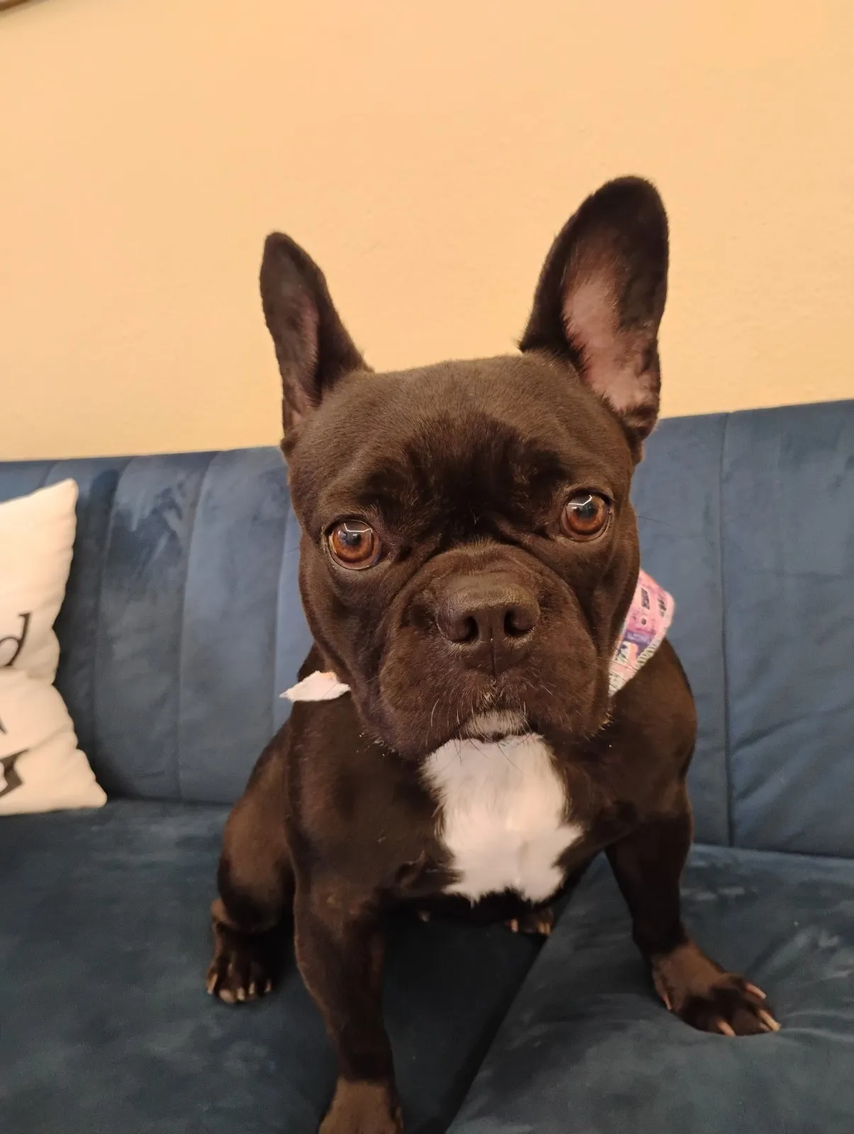 French bulldog on sofa after grooming at Pawsh Galatsi