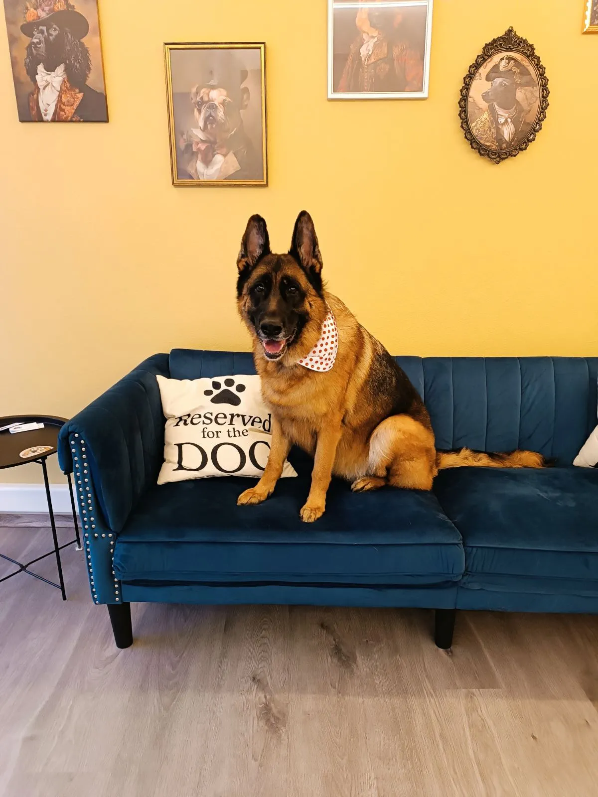 German shepherd after grooming on a sofa in Galatsi