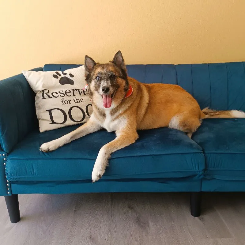 Mixed shepherd dog after grooming in Galatsi