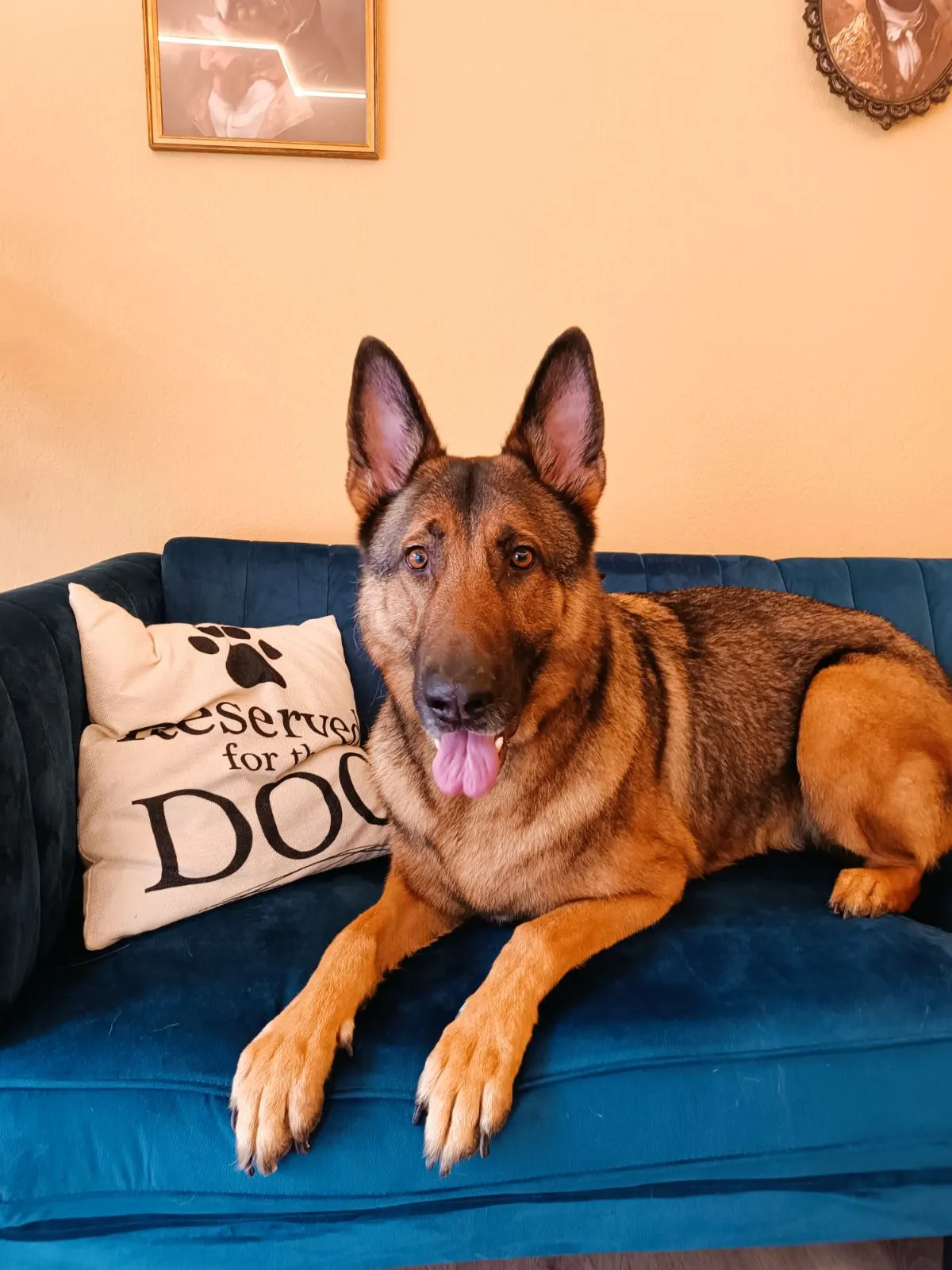 Relaxed German shepherd after grooming in Galatsi