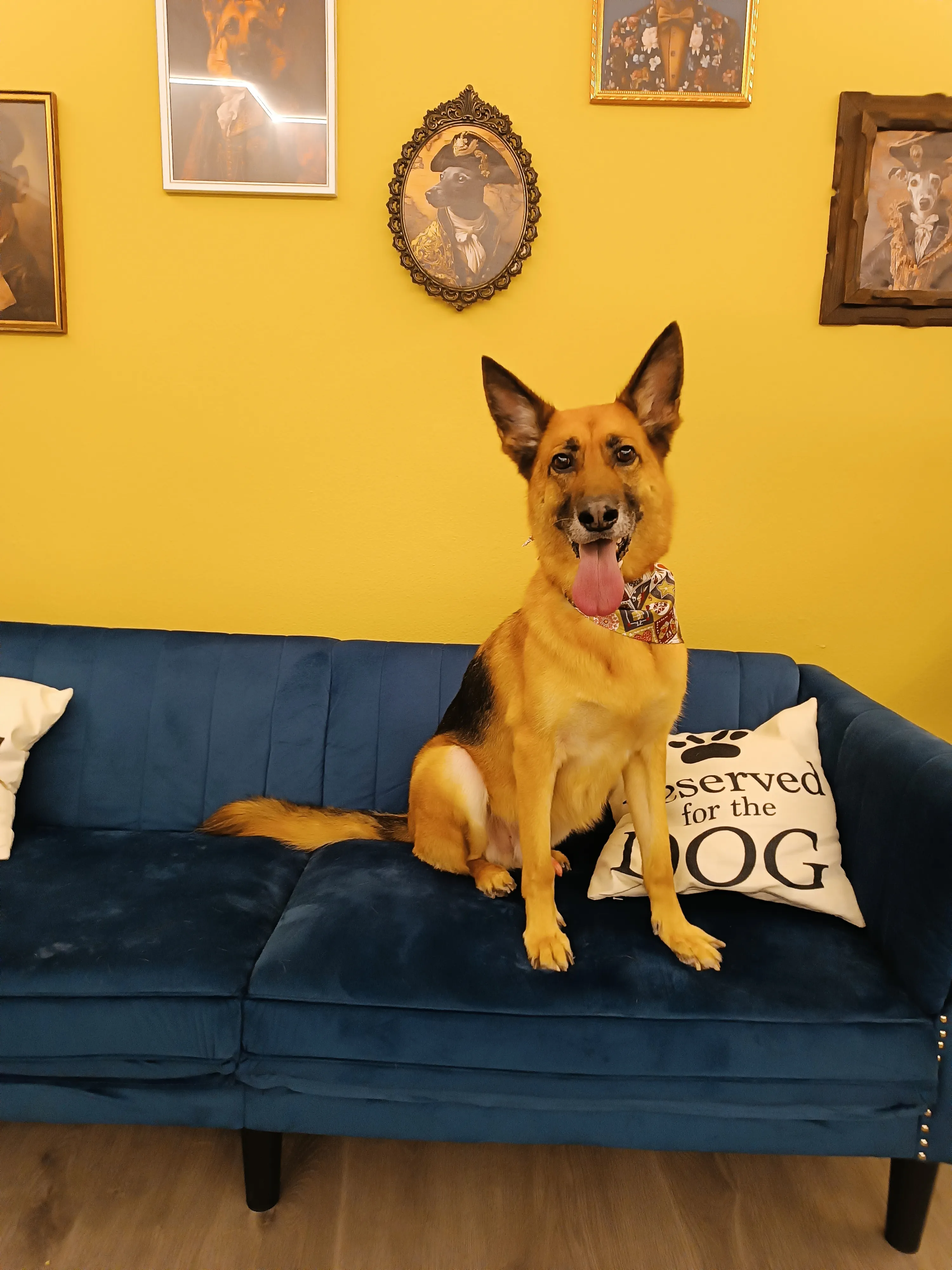German shepherd after professional pet grooming in Galatsi