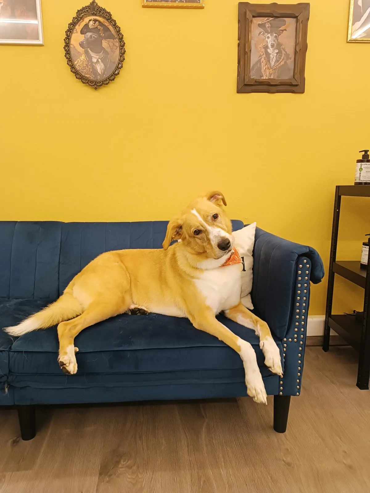Golden mixed-breed dog after grooming in Galatsi