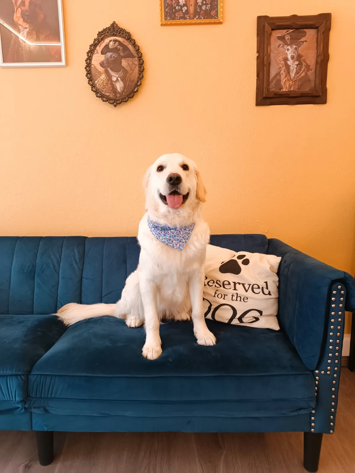 Golden retriever groomed and clean after visit in Galatsi