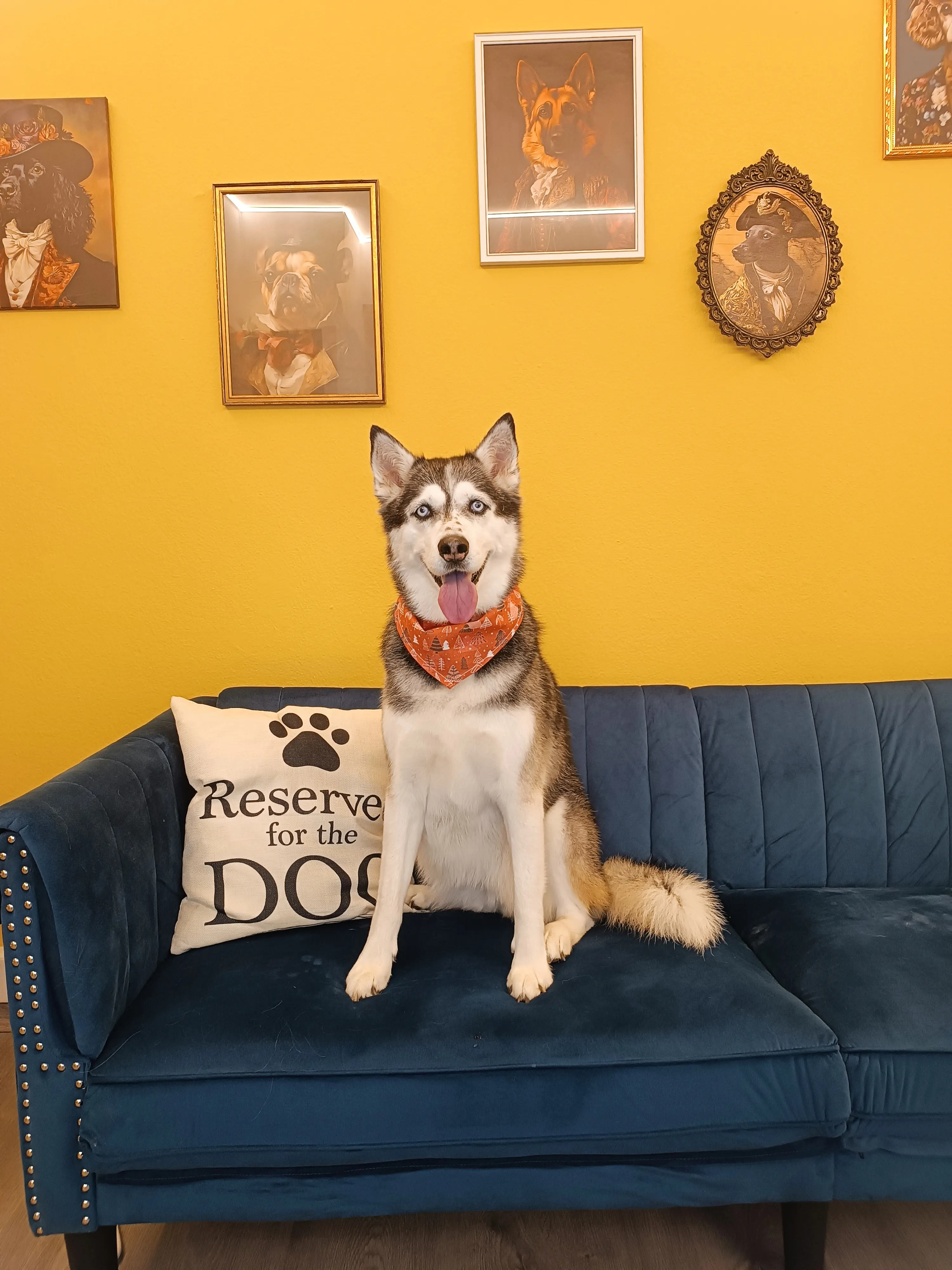 Husky with bandana after pet grooming in Galatsi