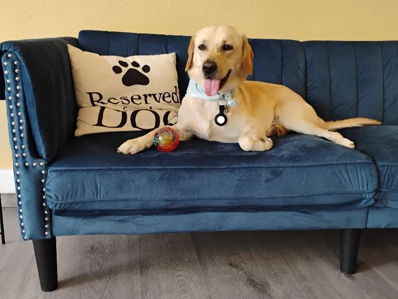 Labrador retriever after grooming at Pawsh Galatsi
