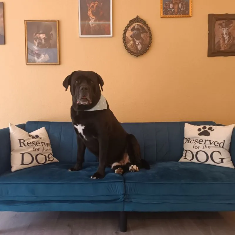 Large black dog on sofa after grooming in Galatsi