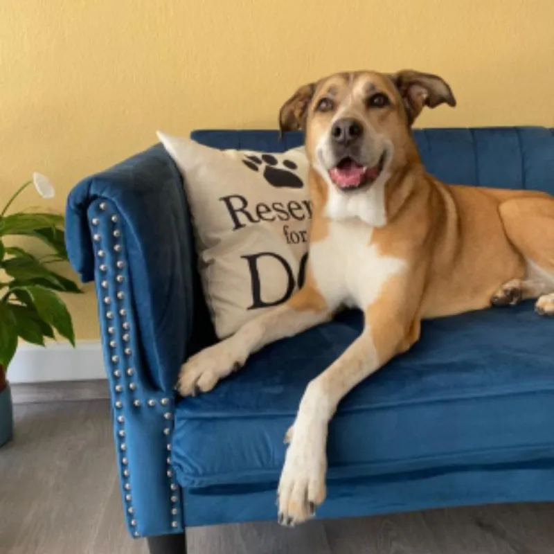 Large mixed-breed dog after grooming in Galatsi