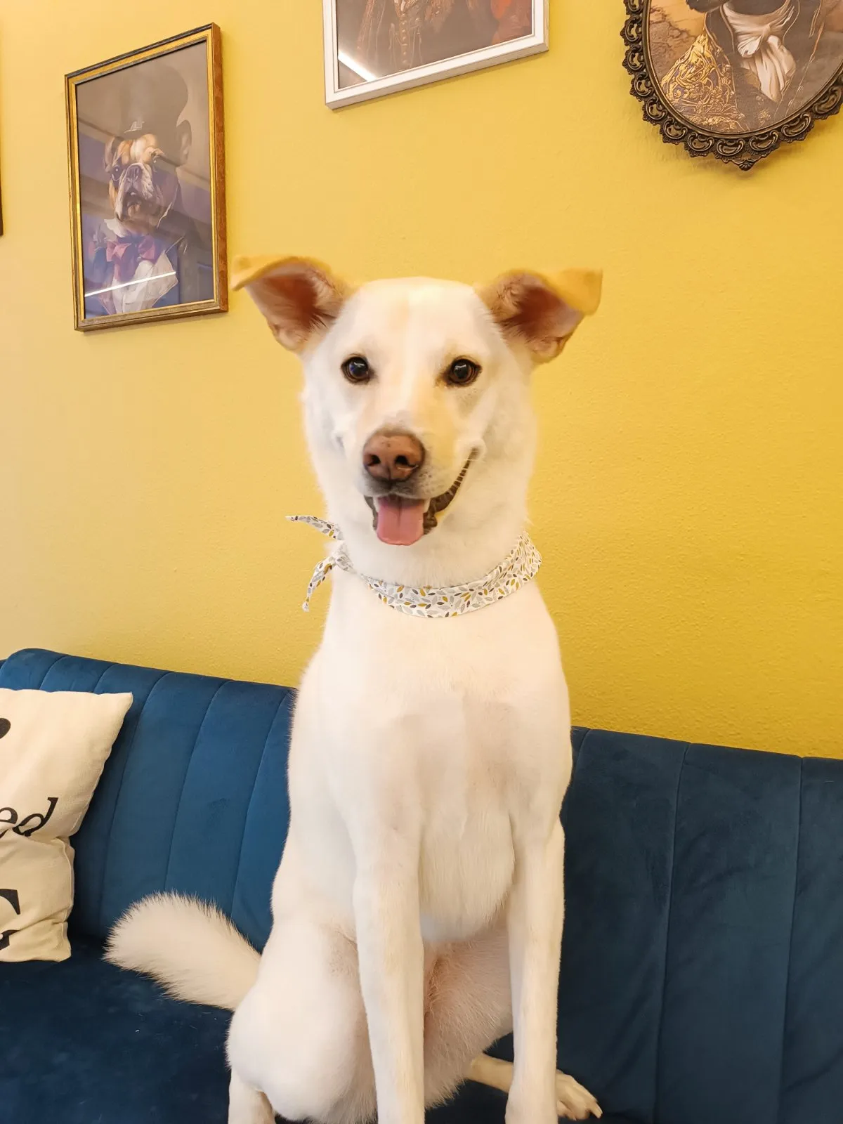 White dog on sofa after grooming in Galatsi