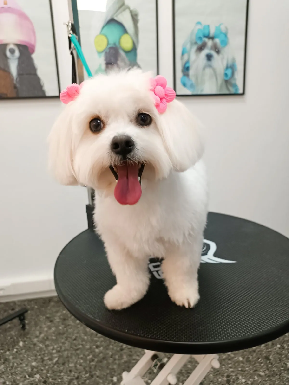 Maltese with pink style after grooming at Pawsh Galatsi