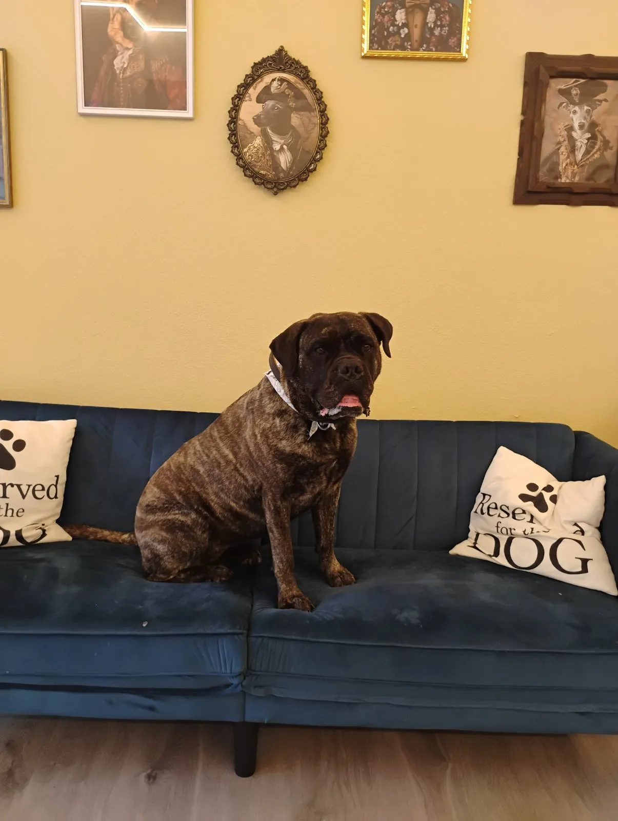 Large dog on brown sofa after grooming in Galatsi
