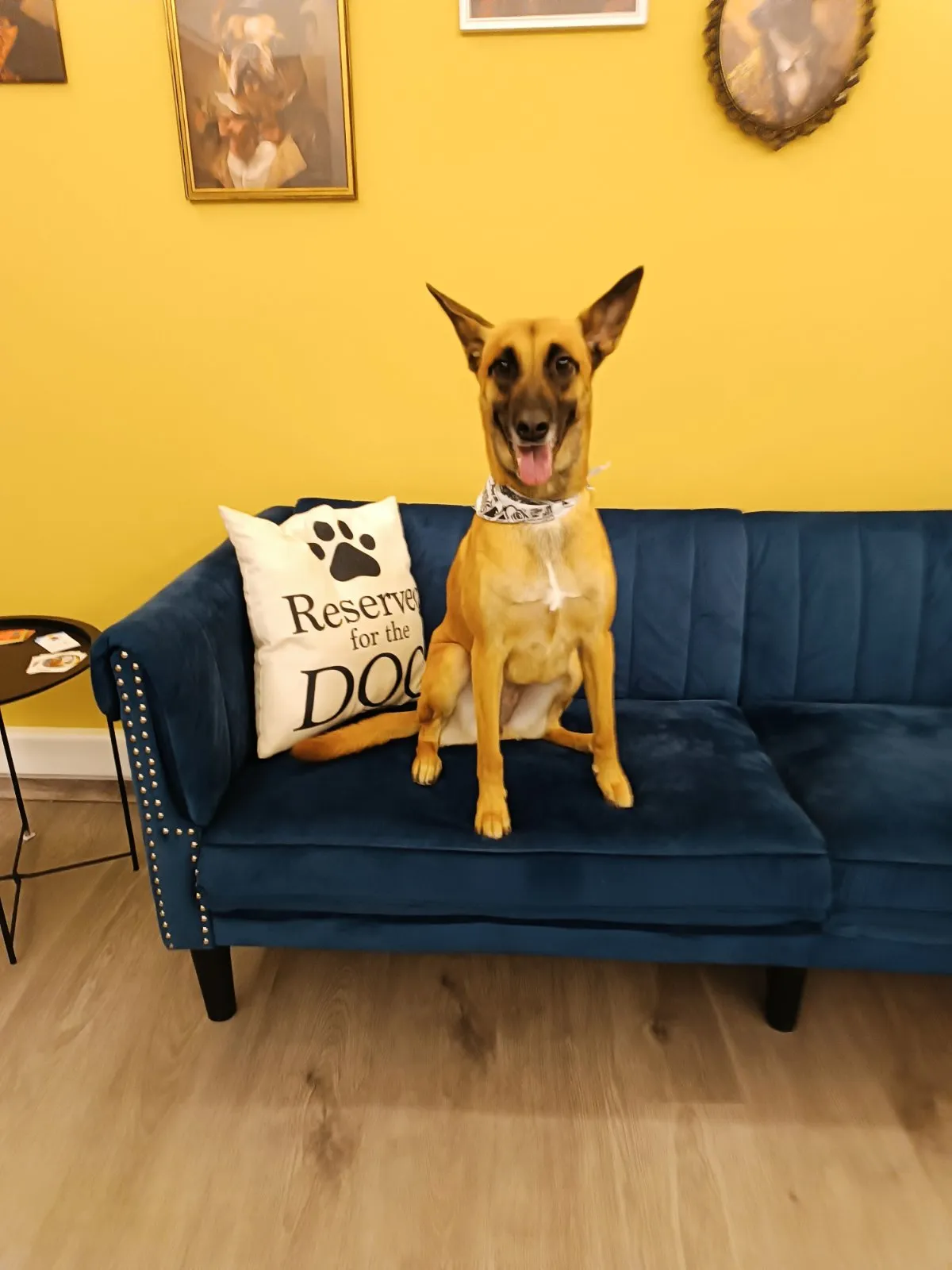 Large dog on blue sofa after grooming in Galatsi