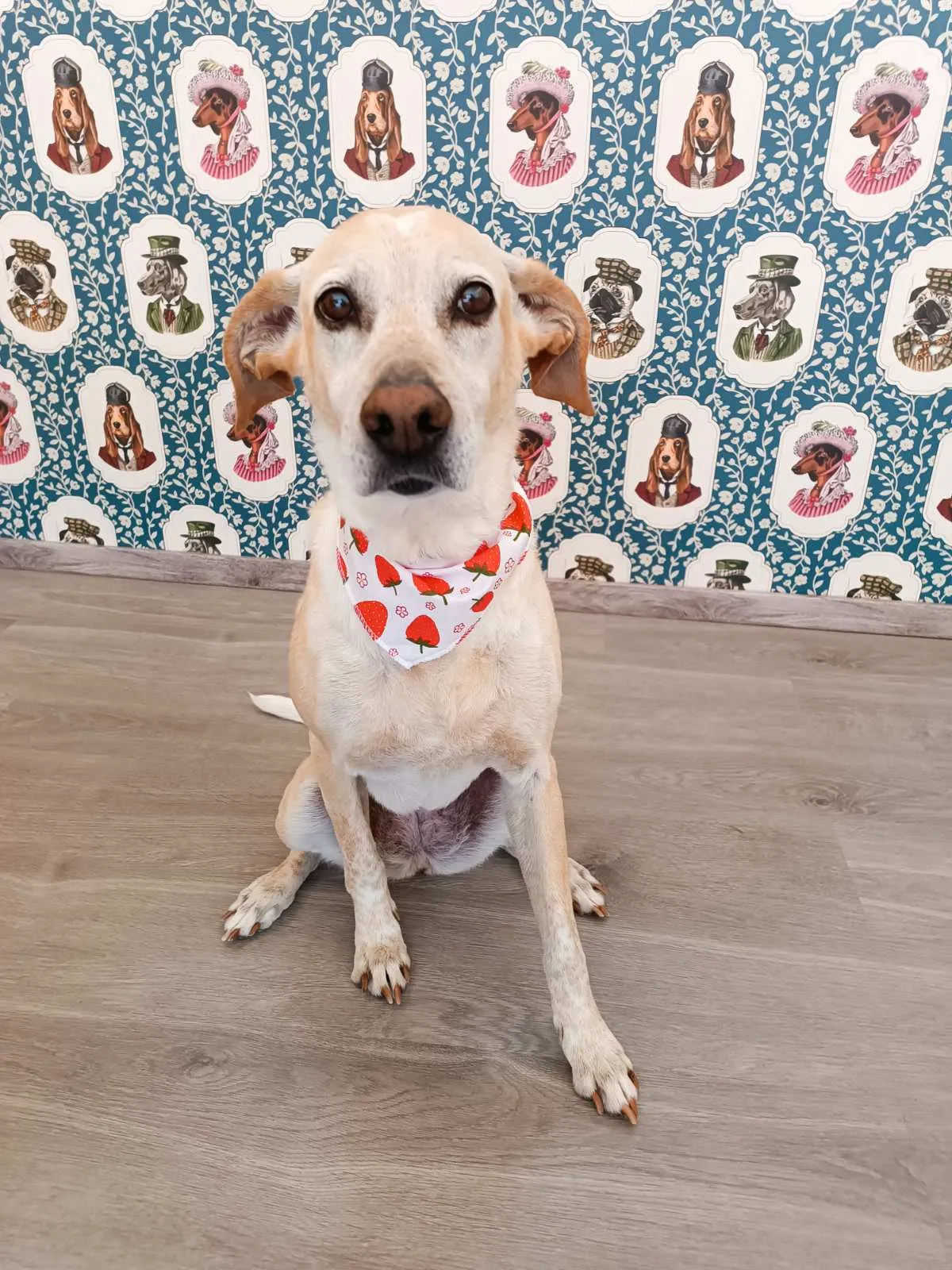 Small dog with red bandana after grooming at Pawsh Galatsi