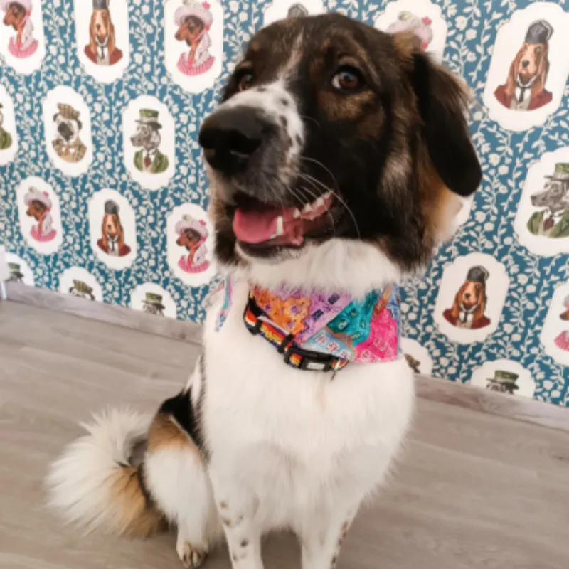 Mixed dog with colorful bandana after grooming at Pawsh Galatsi