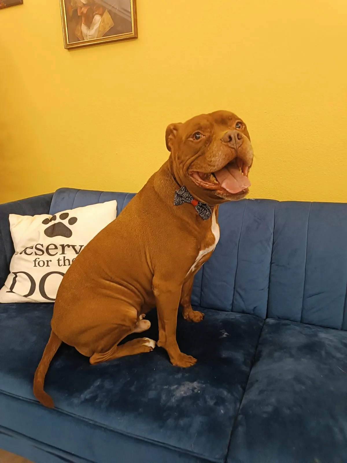 Pitbull on blue sofa after grooming in Galatsi