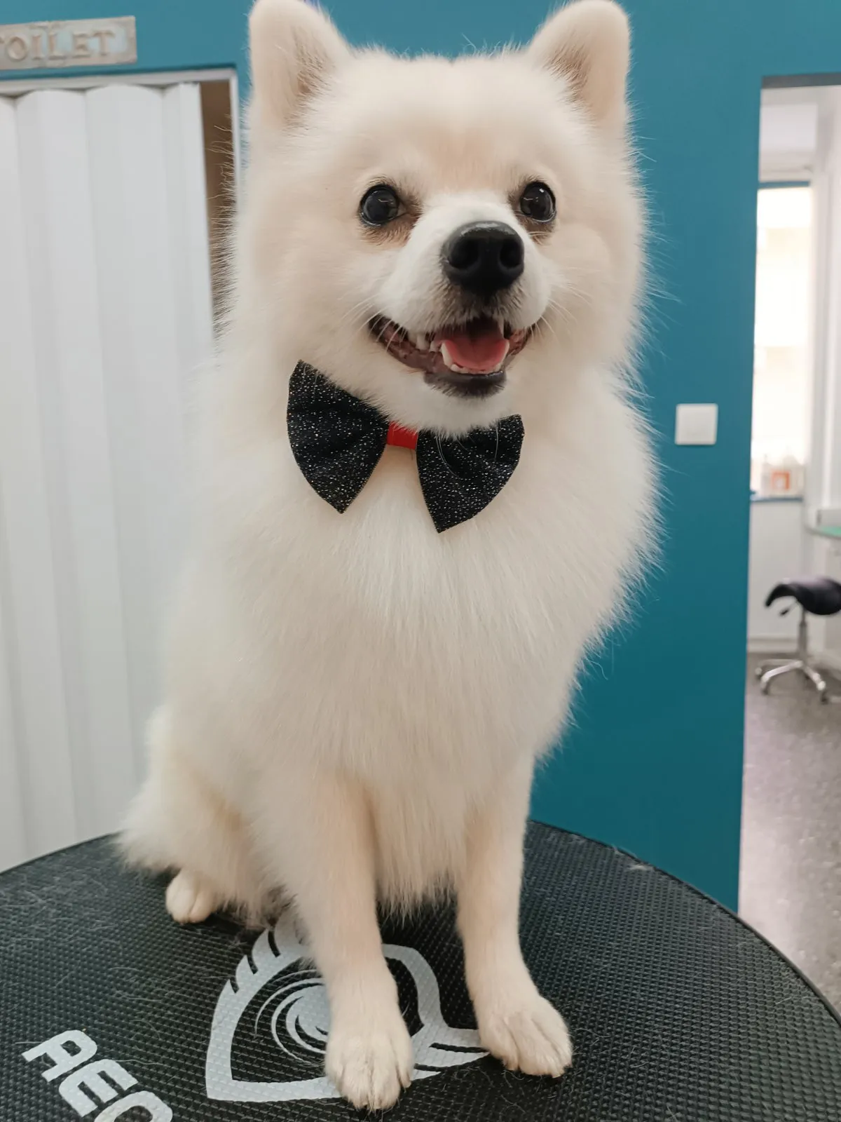Pomeranian with bow tie after grooming at Pawsh Galatsi