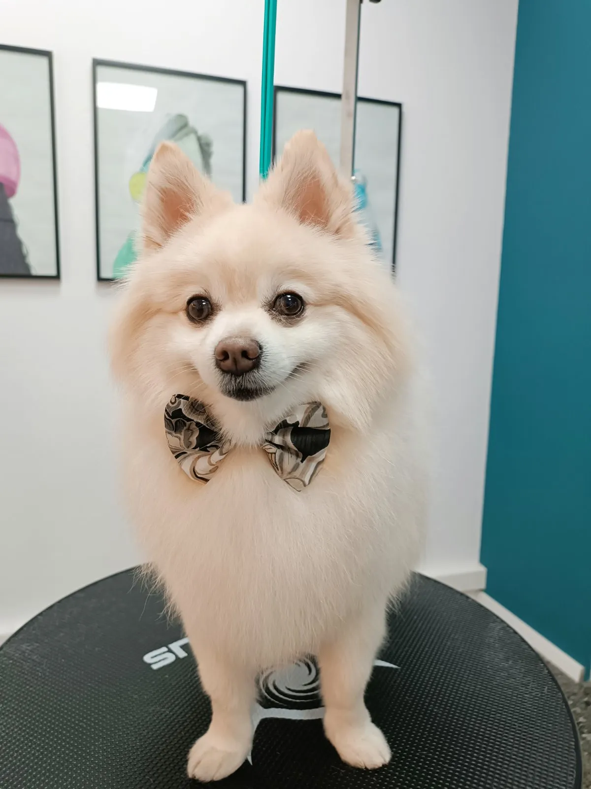 Pomeranian with black bow after pet grooming at Pawsh in Galatsi