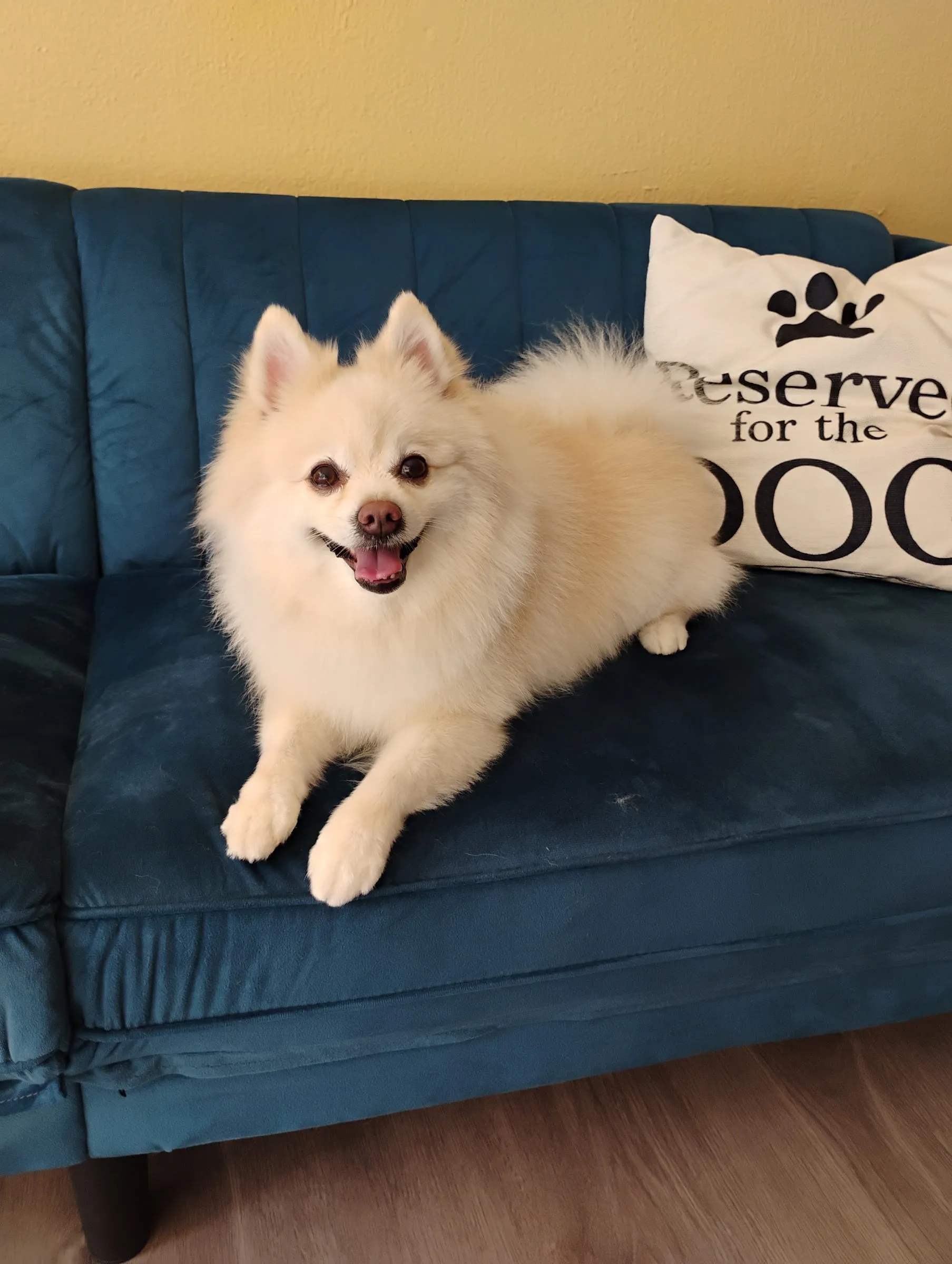 Pomeranian on sofa after grooming at Pawsh Pet Beauty Salon in Galatsi