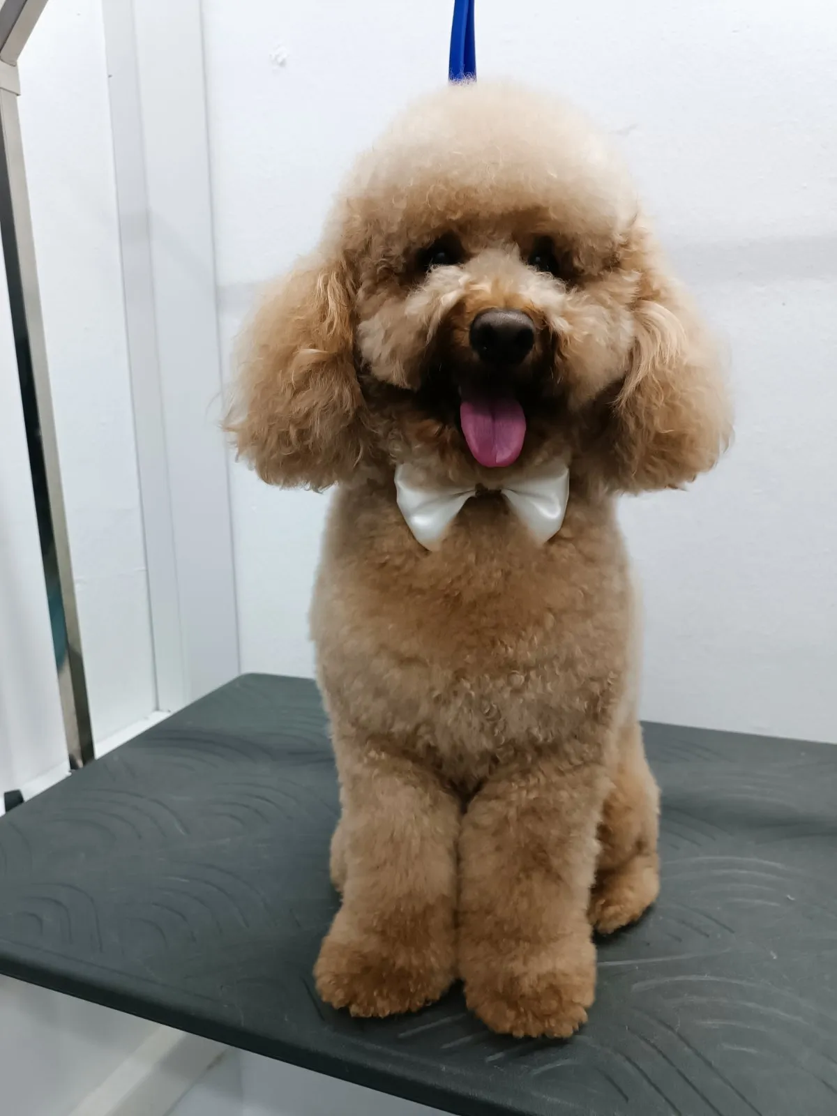Beige poodle with bow after grooming at Pawsh Galatsi