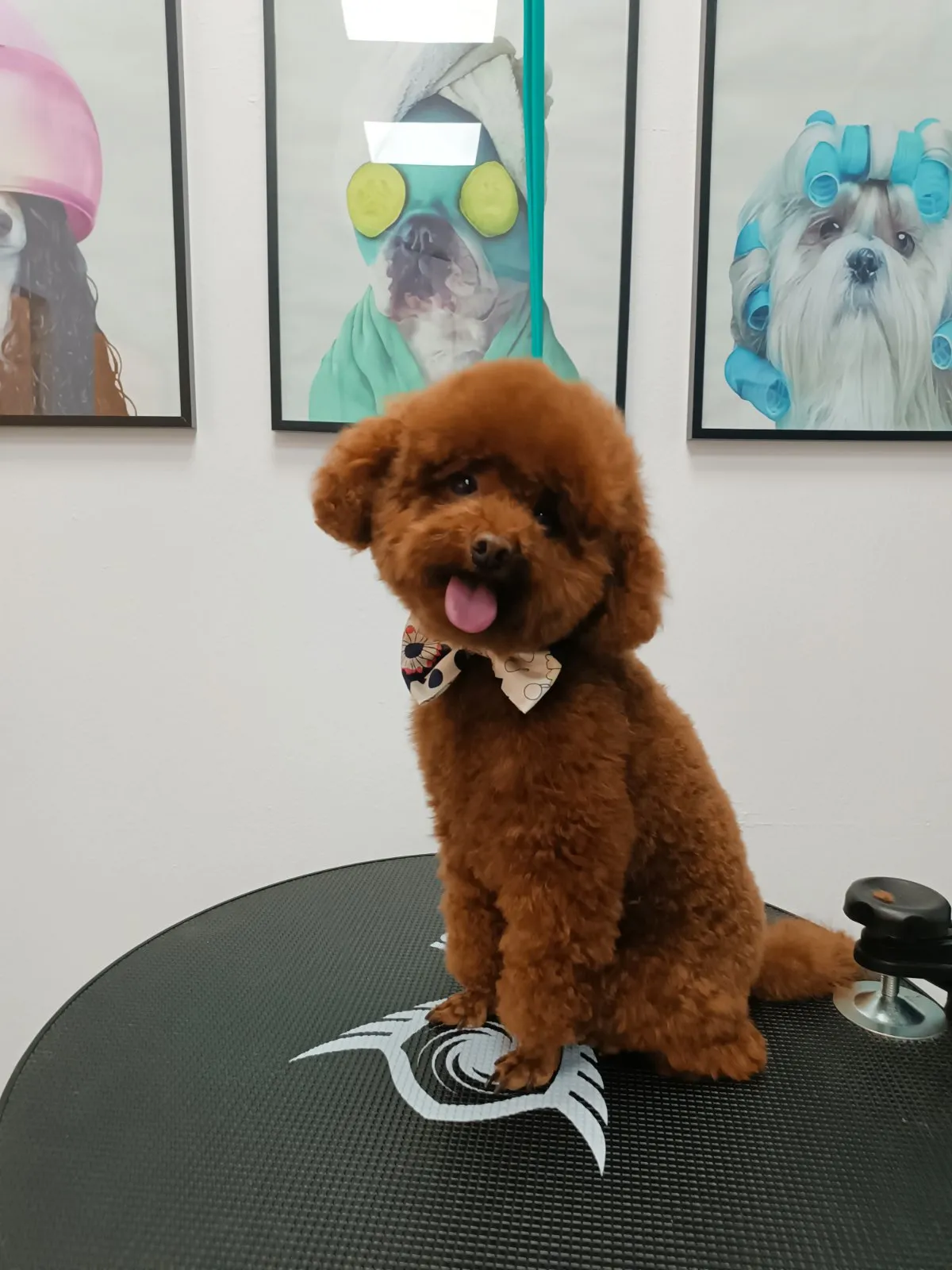 Brown poodle with modern grooming cut in Galatsi