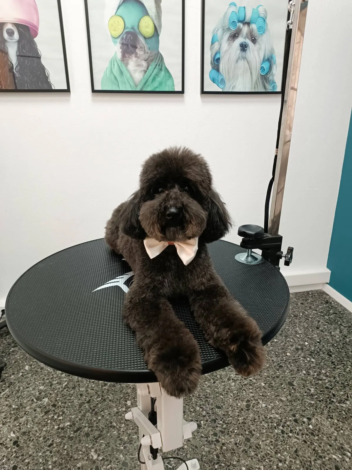 Poodle grooming in Galatsi with bow tie at Pawsh