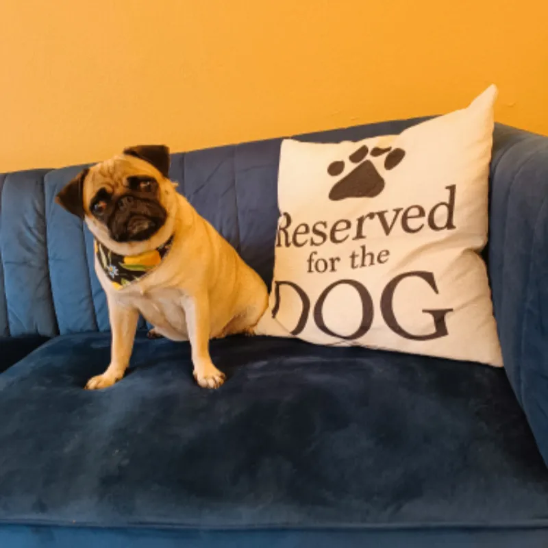 Pug on blue sofa after pet grooming at Pawsh Galatsi
