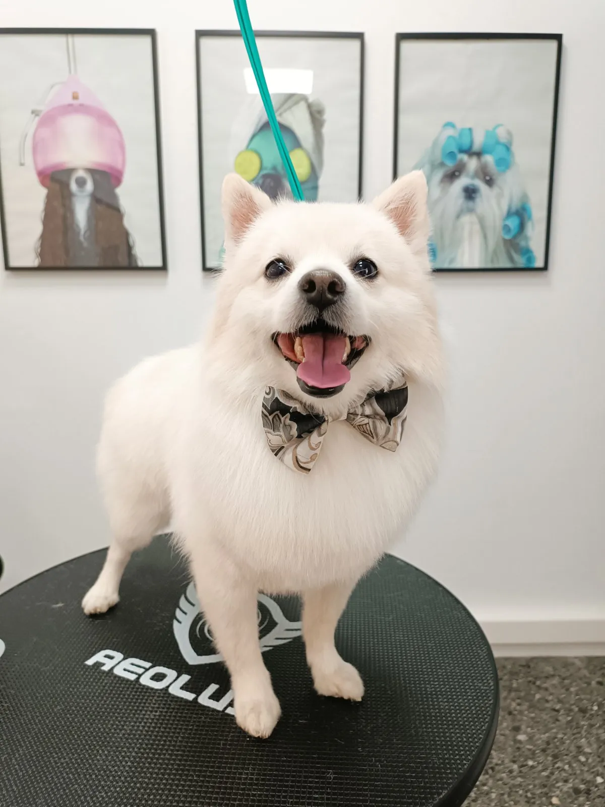 White spitz with bow after grooming at Pawsh Galatsi
