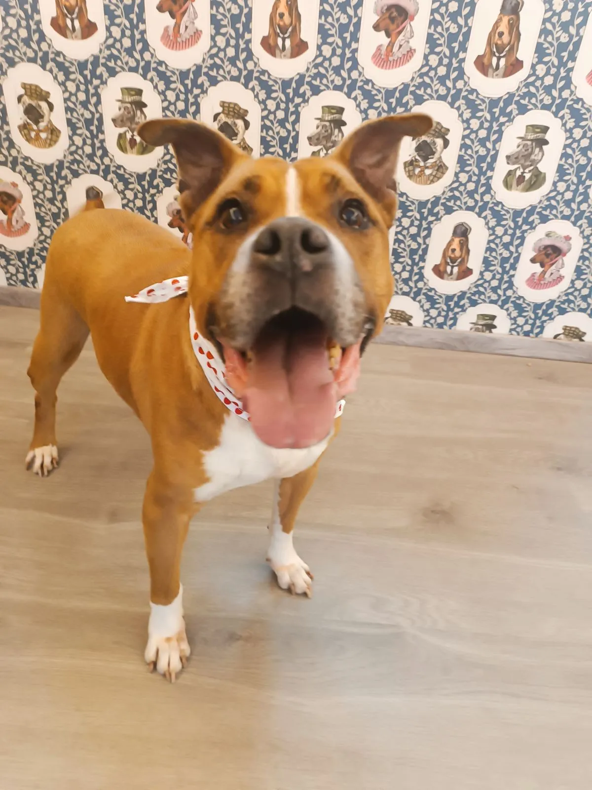 Smiling Staffordshire dog after grooming in Galatsi