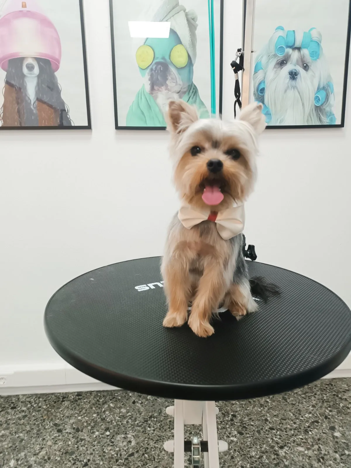 Yorkshire terrier with bow tie after grooming in Galatsi