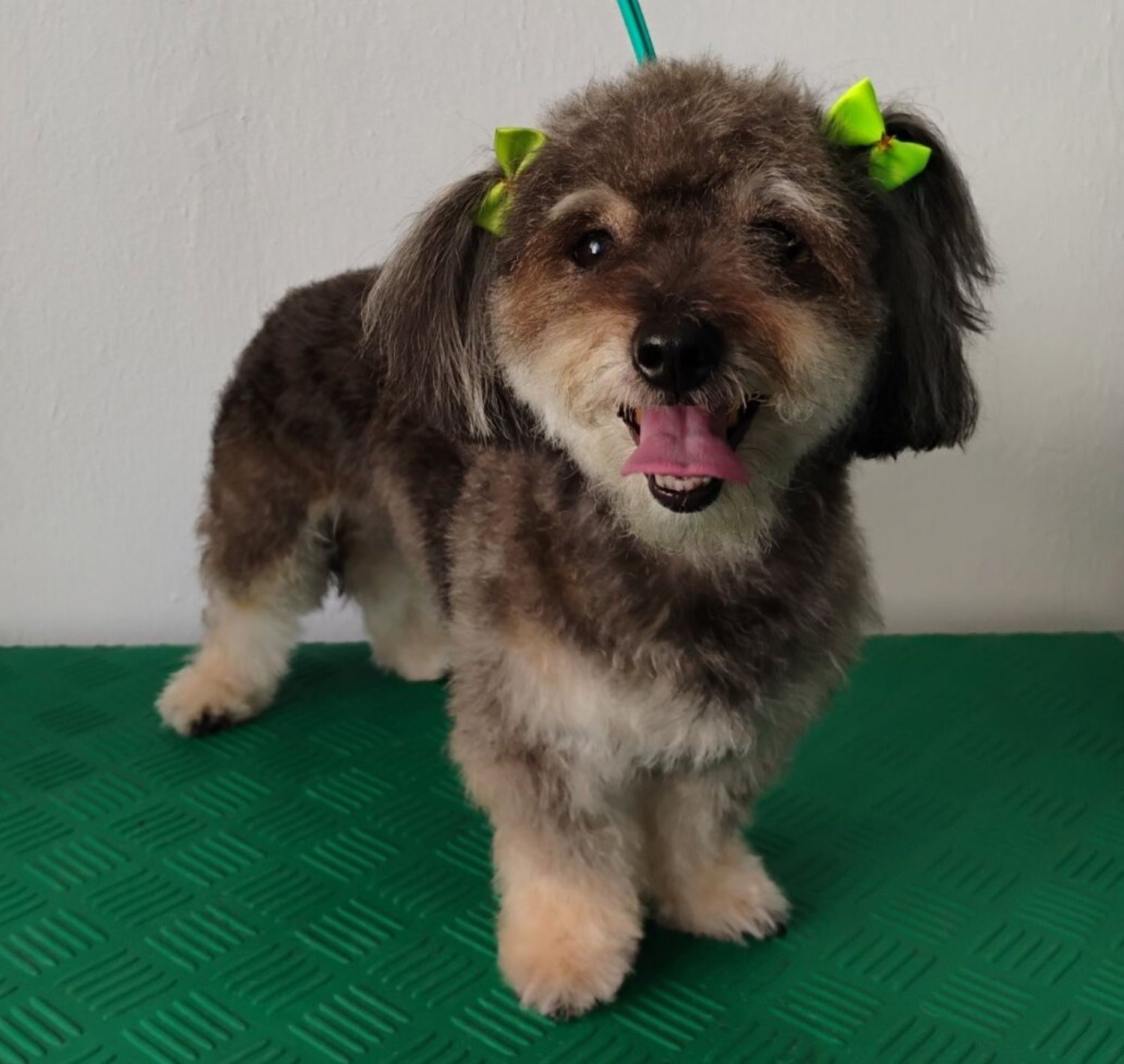 Σκυλάκι μετά τον καλλωπισμό