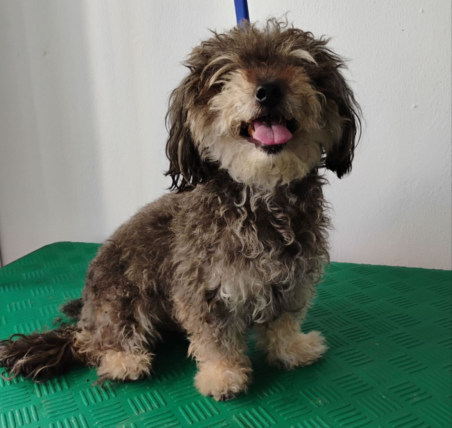 Σκυλάκι πριν τον καλλωπισμό