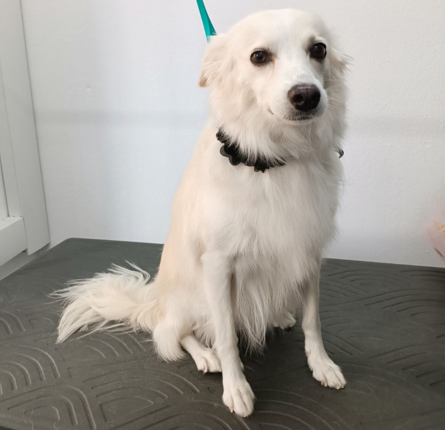 Σκυλάκι μετά τον καλλωπισμό