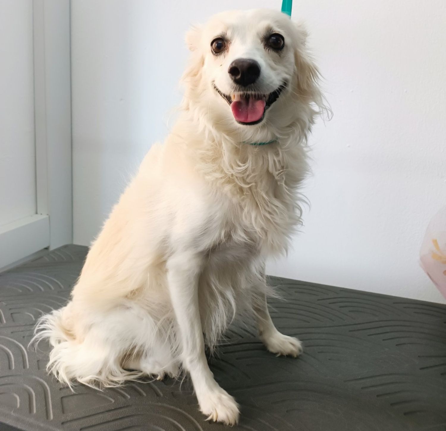 Σκυλάκι πριν τον καλλωπισμό